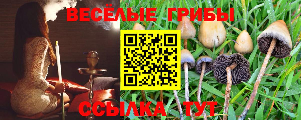 Псилоцибиновые грибы Cubensis Фрязино